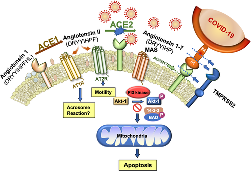 ارتباط-بین-ACE2-و-Covid-19-در-سلول-اسپرم-و-مکانیسم-عمل-آن
