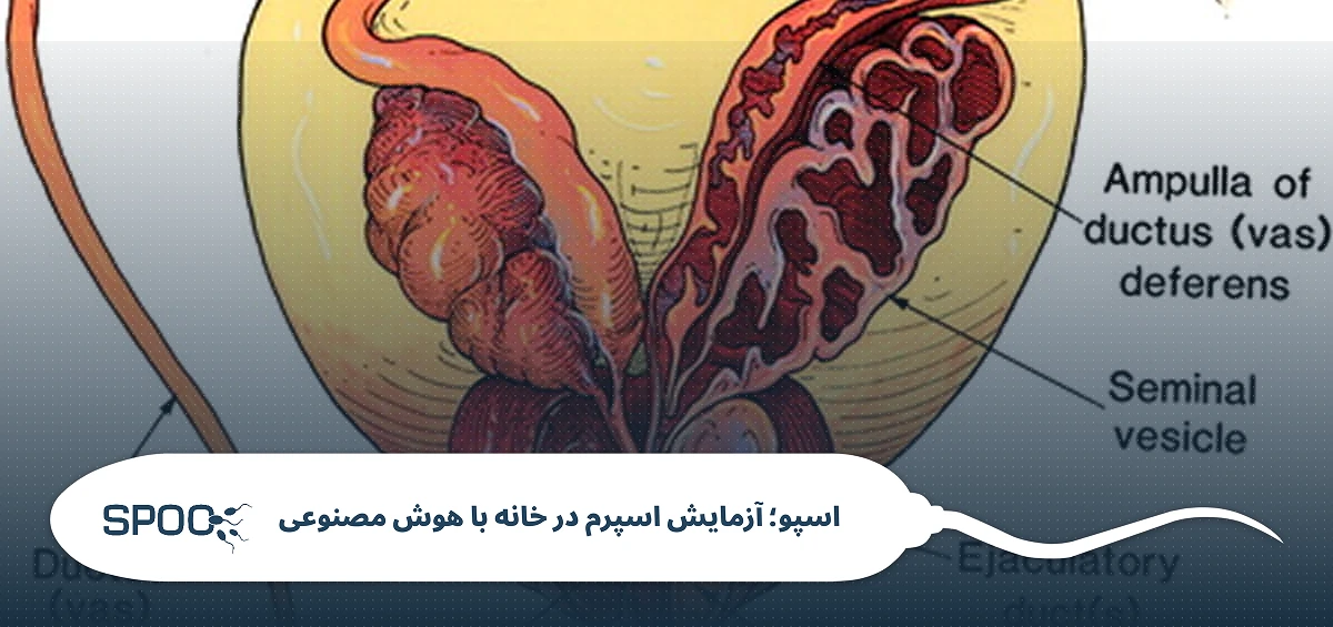 ۳. دم (Flagellum): سیستم ناوبری و پیشران اسپرم