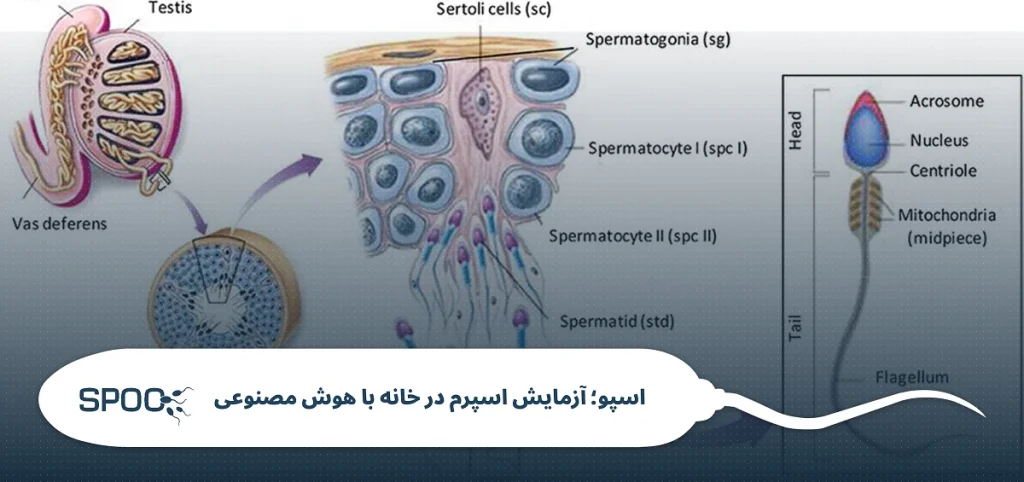 ساختار اسپرم و ناباروری: بررسی مورفولوژی اسپرم و DNA در اسپرموگرام