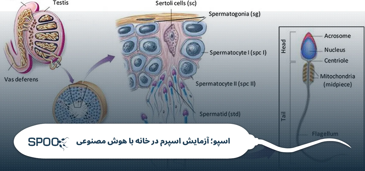 ساختار اسپرم و ناباروری: بررسی مورفولوژی اسپرم و DNA در اسپرموگرام