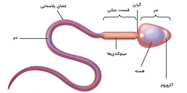 ساختار اسپرم انسان