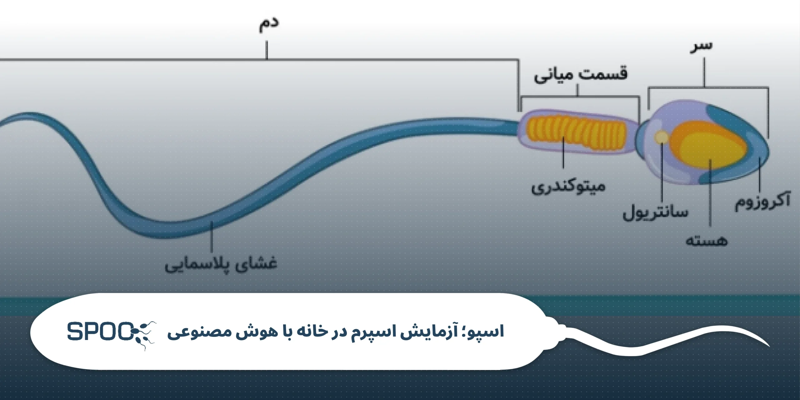 چرا شکل اسپرم حیاتی است؟
