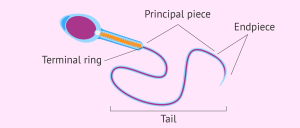C:\Users\ASUS\Desktop\diagram-of-sperm-cell-tail.png