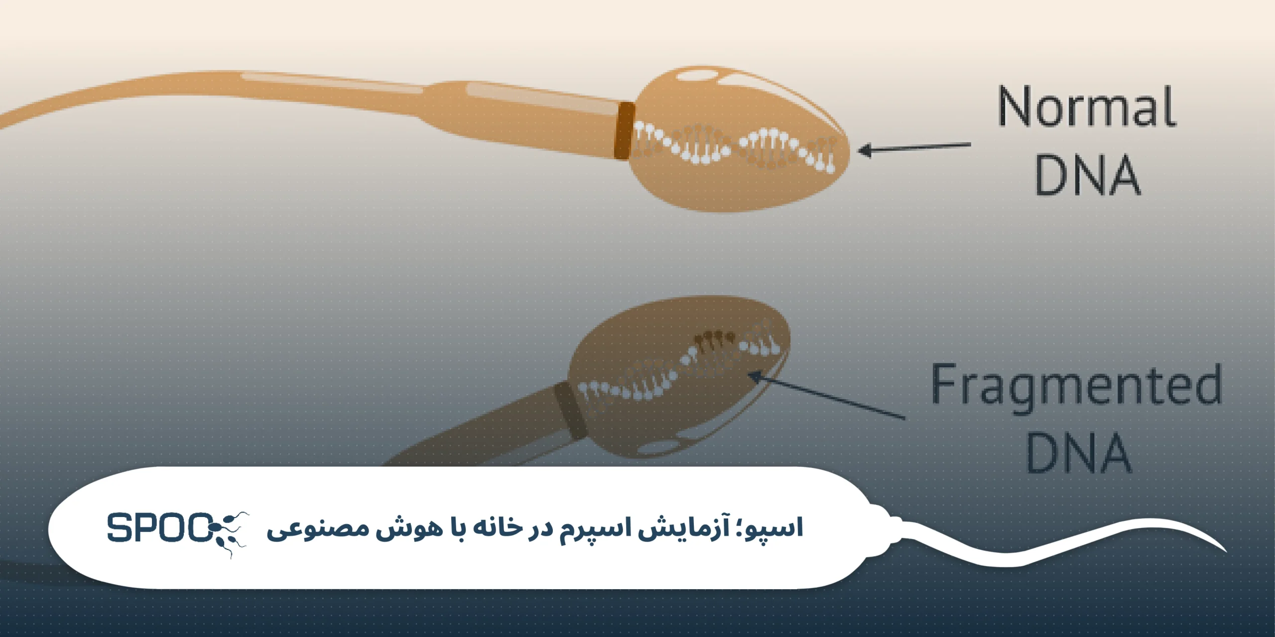 چه چیزی DNA اسپرم را تکهتکه میکند؟