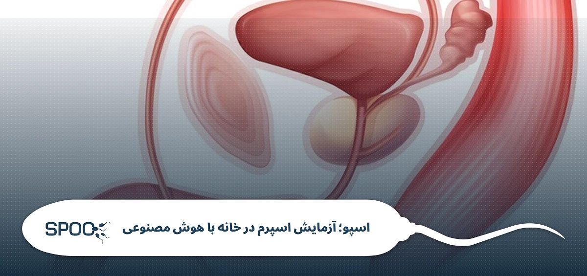 علایم ورم بیضه