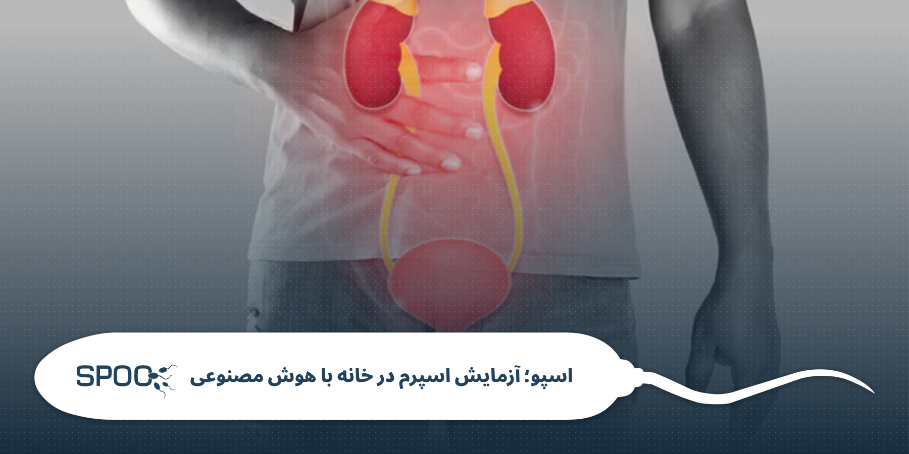 عفونت ادراری در مردان چه تاثیری بر باروری دارد؟