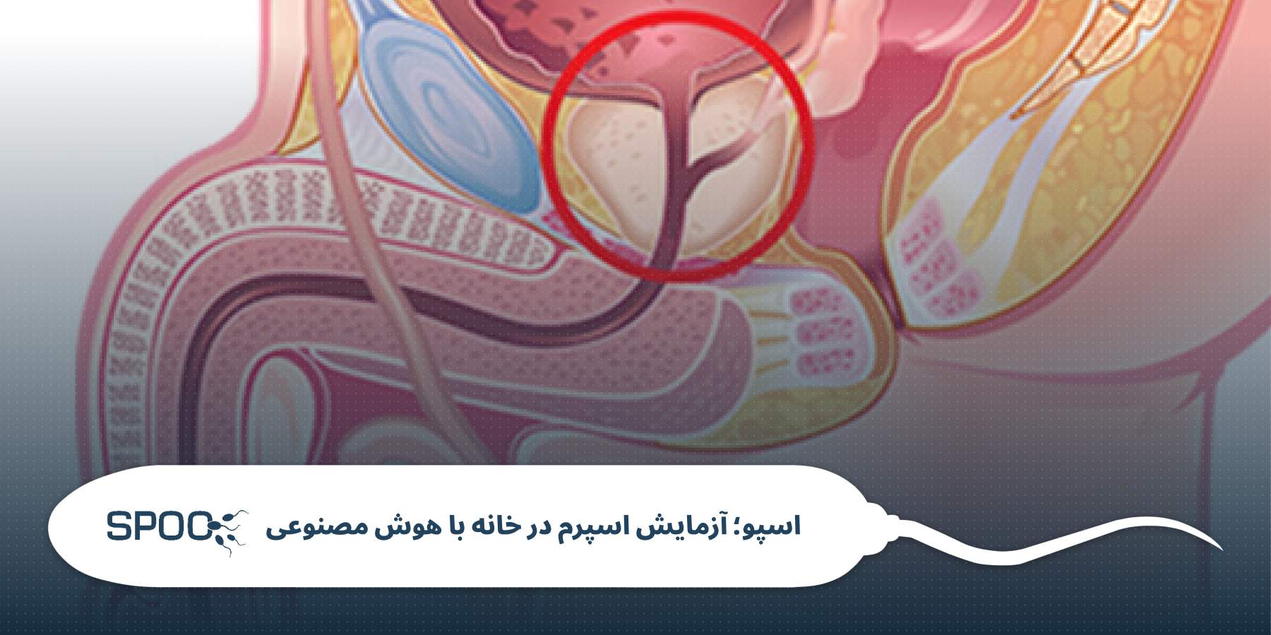 وظایف پروستات در بدن مردان