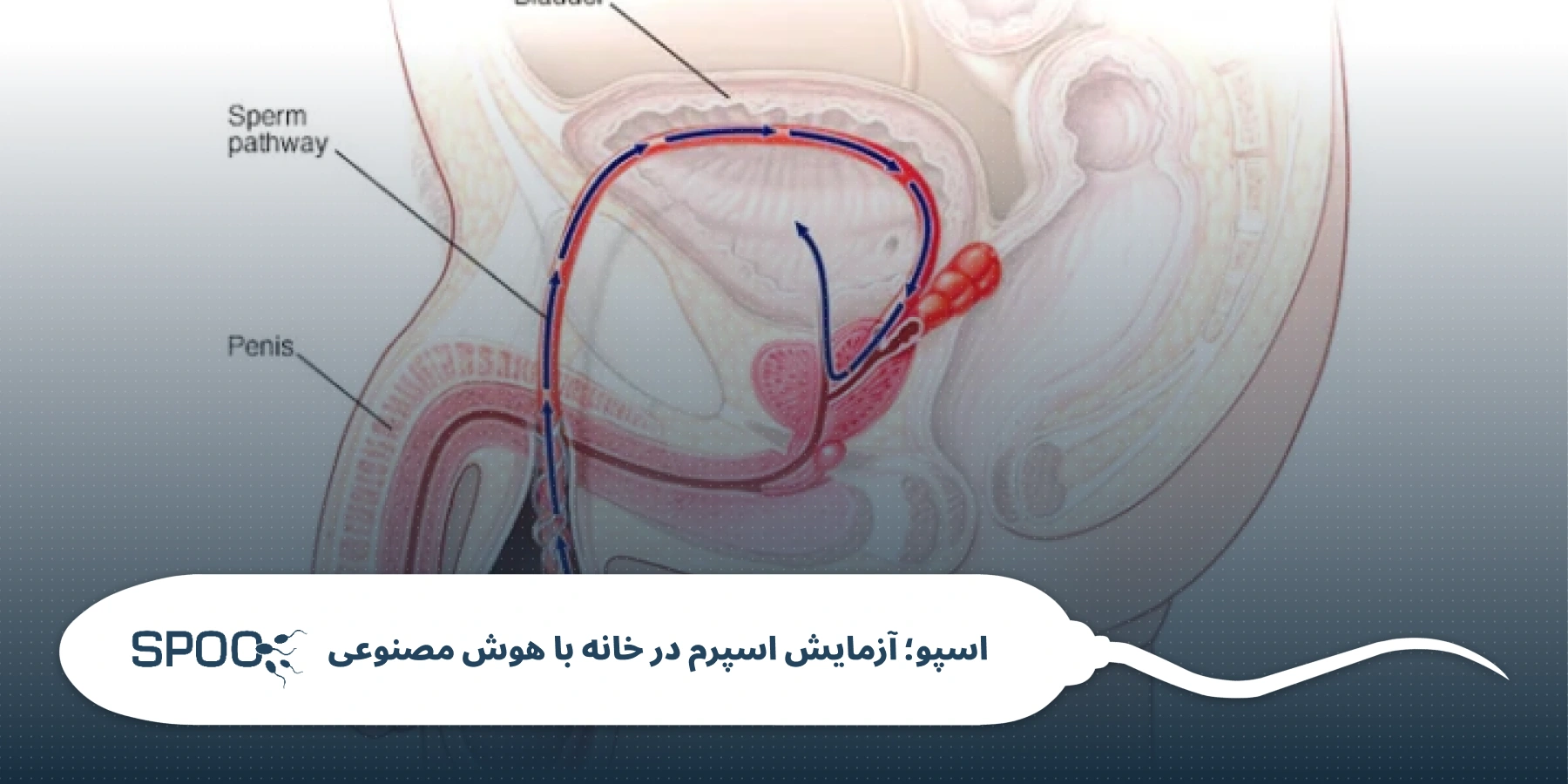 مایع منی از کجا می‌آید؟