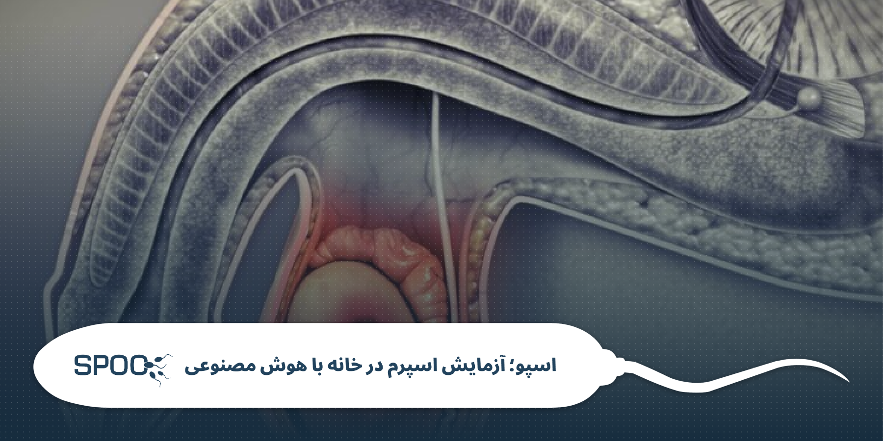 بیضهها و عملکرد آنها