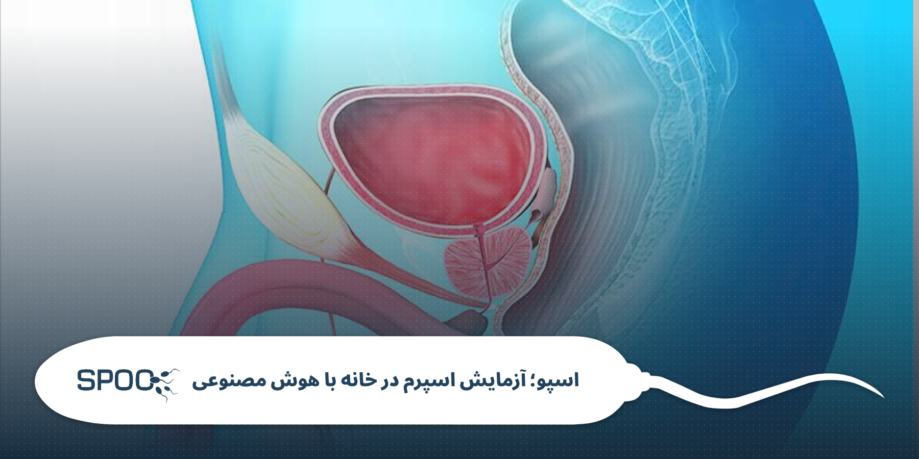 پروستات و مایعات منی