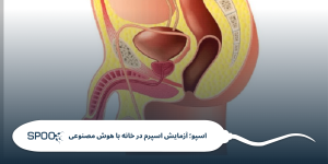 دستگاه تناسلی مردان چگونه کار می‌کند؟